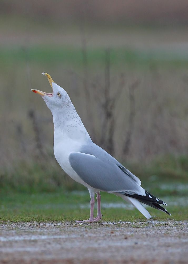 Herring Gull Long Call Dungeness, Kent 23.12.12 Birding the day